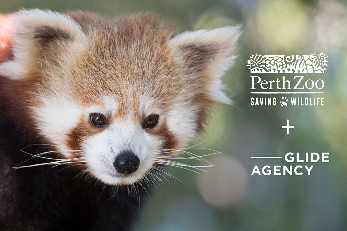 Glide Agency wins competitive pitch for Perth Zoo’s digital strategy account