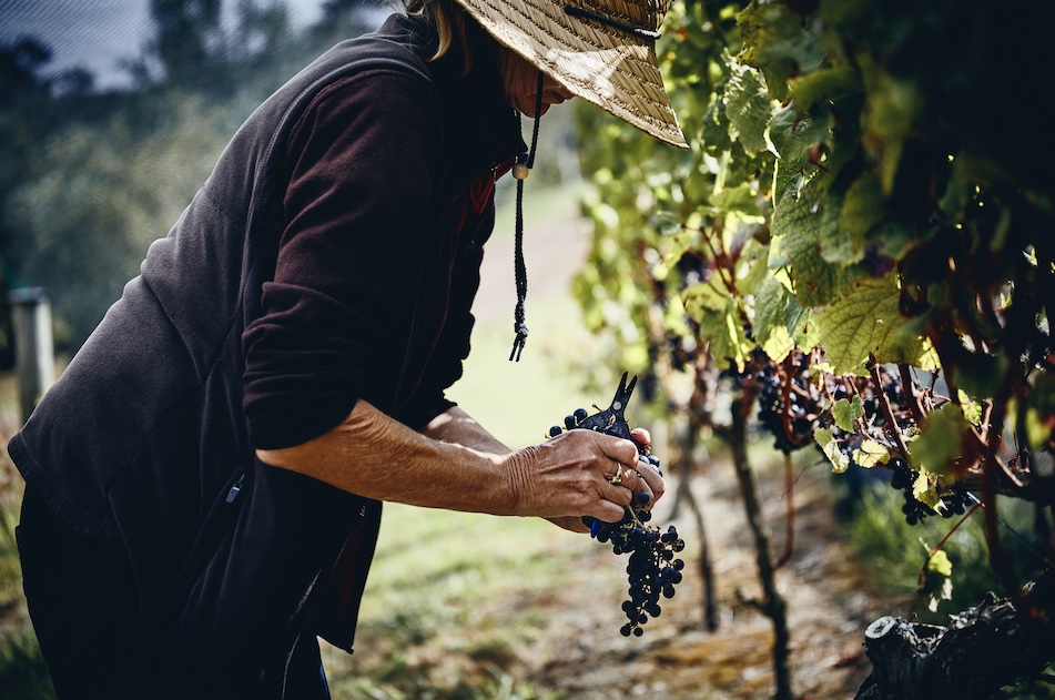 Prestigious Awards for Auckland food photographer Manja Wachsmuth