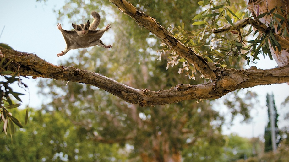 Optus unveils heart-warming campaign about a native Australian glider via Special Group NZ